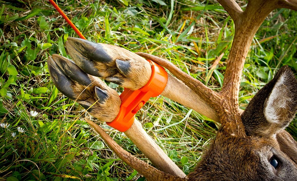 close up of deer leg cuffs