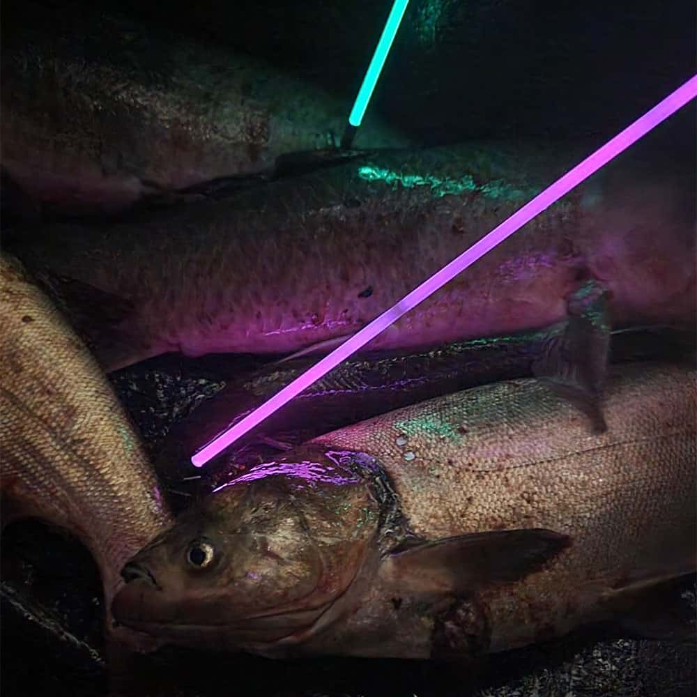 Muzzy Sabre Lighted Bowfishing Arrow - Carp Point