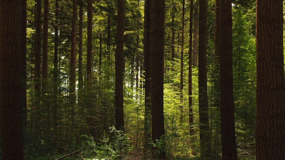 Heavily wooded forest.