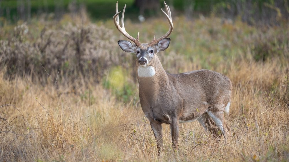 Whitetail buck in a field.